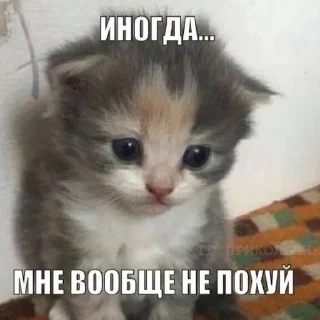 💔 emoji коты и тексты Telegram sticker 22 of 33