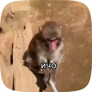 Sticker from пон и обезьянки