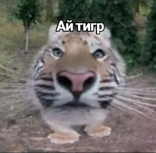 Sticker from Олд манита