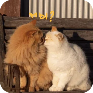 🐱 emoji ˙˚ʚ(´◡`)ɞ˚˙ Telegram sticker 17 of 30
