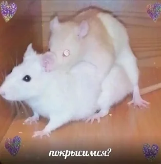 🐁 emoji для нас двоих😏 Telegram sticker 6 of 23