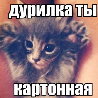 🙀 emoji Коты Telegram sticker 13 of 47