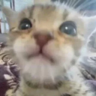 😠 emoji коты Telegram sticker 21 of 56