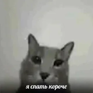😿 emoji Коты Telegram sticker 6 of 47
