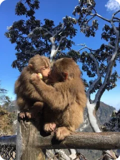 🥰 emoji monkey Telegram sticker 19 of 23