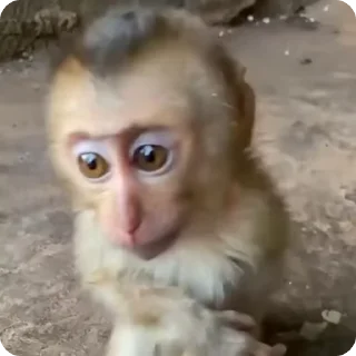 🌟 emoji monkey Telegram sticker 23 of 23