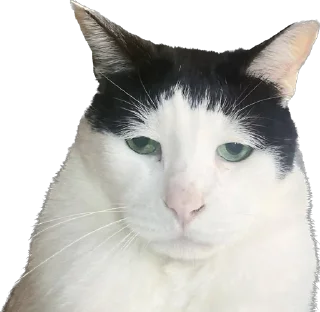 🐈 emoji F/G Telegram sticker 8 of 106