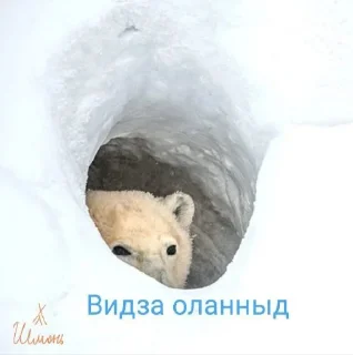 Sticker from Коми Шмонь