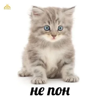 🧐 emoji Коми Шмонь Telegram sticker 13 of 57
