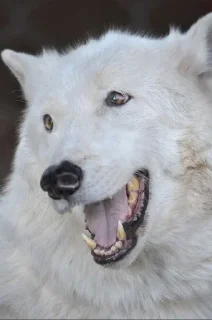 🤪 emoji Волчий стикер-пак 2 Telegram sticker 11 of 19