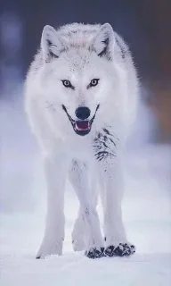 😃 emoji Волчий стикер-пак 2 Telegram sticker 15 of 19