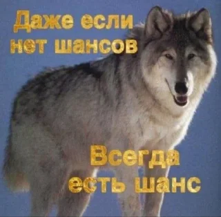 🌟 emoji Волчий стикер-пак. Telegram sticker 9 of 48