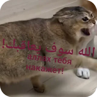 🤬 emoji Tole Tole (Arabic) Telegram sticker 16 of 43