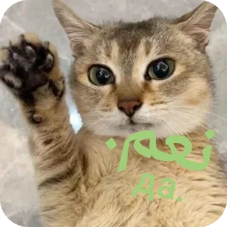 🙂 emoji Tole Tole (Arabic) Telegram sticker 15 of 43