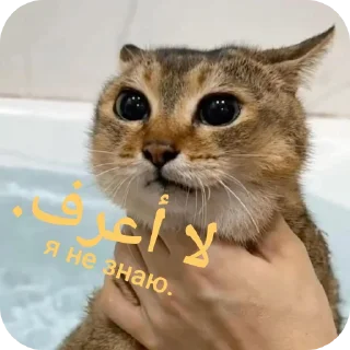🧐 emoji Tole Tole (Arabic) Telegram sticker 12 of 43