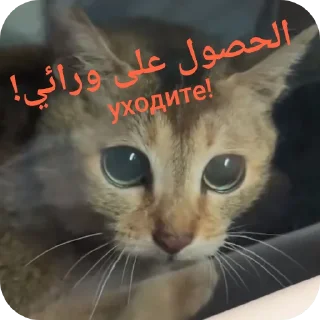 😡 emoji Tole Tole (Arabic) Telegram sticker 9 of 43