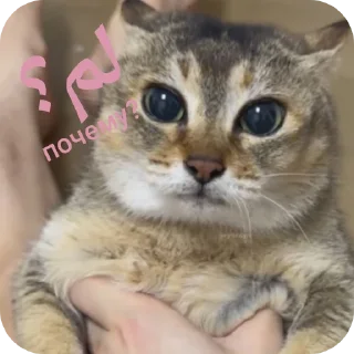 🙃 emoji Tole Tole (Arabic) Telegram sticker 5 of 43