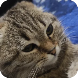 😑 emoji Вася Telegram sticker 19 of 33