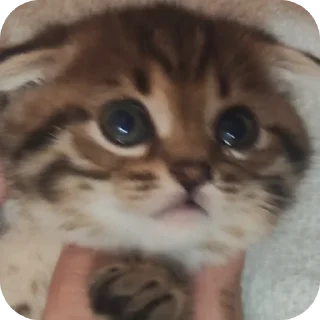 🫨 emoji Вася Telegram sticker 21 of 33