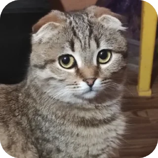 🐱 emoji Вася Telegram sticker 15 of 33