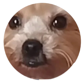 🐶 emoji Я админ, мне похуй Telegram sticker 24 of 37