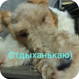 🐶 emoji Вкусняшка) @BR0DYACH1Y_ART1ST Telegram sticker 11 of 17