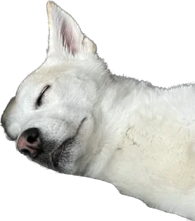 💤 emoji From Akira With Love Telegram sticker 6 of 22