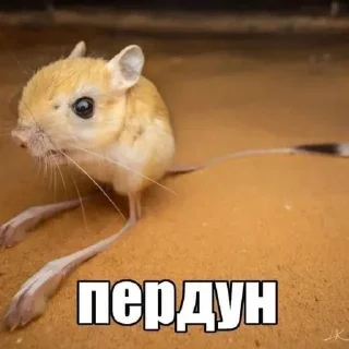 💨 emoji котеки животеки Telegram sticker 6 of 50