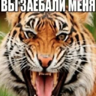 🤬 emoji даун @zagadochniyburgerdaun Telegram sticker 20 of 120