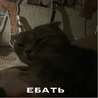 😳 emoji генерал туся Telegram sticker 12 of 64