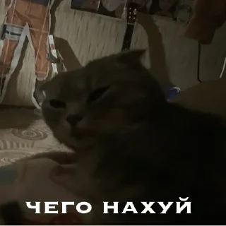 💀 emoji генерал туся Telegram sticker 10 of 64