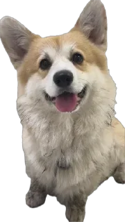 🌟 emoji Charlie’s Mood Pack Telegram sticker 17 of 94