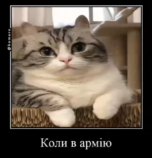 🌟 emoji Український Komaru Telegram sticker 15 of 50