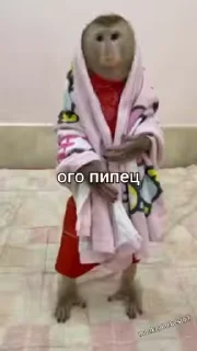 🌟 emoji Макаки пан Telegram sticker 22 of 23