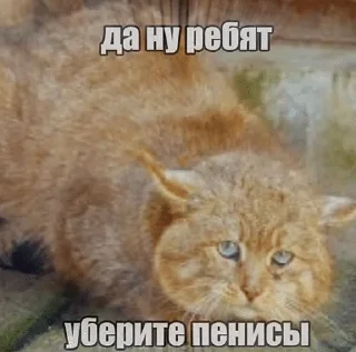 🌟 emoji Нишевые мемы Дианы Telegram sticker 12 of 120
