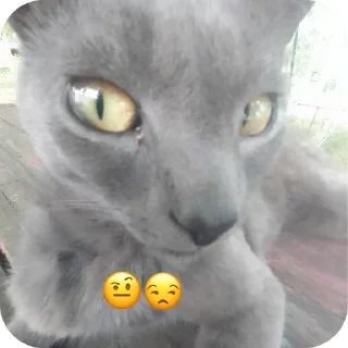 🐱 emoji me core Telegram sticker 10 of 20