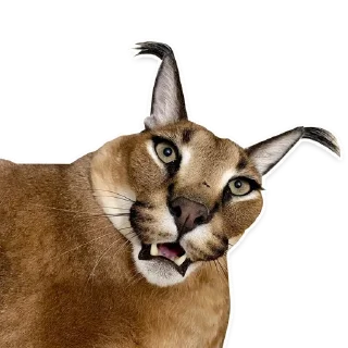 😨 emoji Big Floppa @homolvdens Telegram sticker 14 of 69