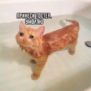 ⚡️ emoji Suicide cats Telegram sticker 7 of 112