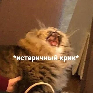 Sticker from ЧиСтО ПРиКоЛы