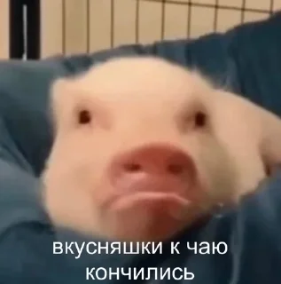 ☹️ emoji Хрюшки Telegram sticker 23 of 34