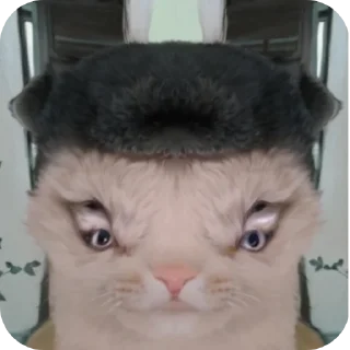 🐱 emoji Членасос ➡️ @EmojiRuBot Telegram sticker 16 of 33