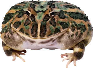 🐸 emoji 🐀🐸 крыски, жабки by @uglycutedying Telegram sticker 12 of 28