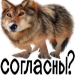 Sticker from волк не в цирке