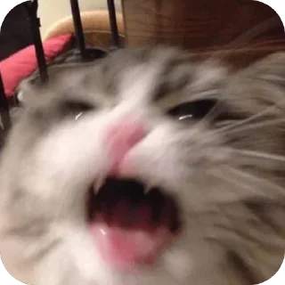 🤬 emoji Наш канал — @koshkii_kotiki Telegram sticker 15 of 16