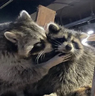 Sticker from racoon