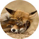 😬 emoji Foxes Telegram sticker 17 of 27
