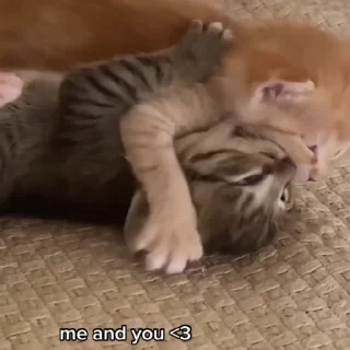 🐈 emoji @lolzteaman больше такого тут Telegram sticker 9 of 50