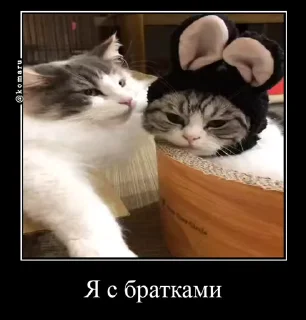🥰 emoji Брадки | @not_a_dude Telegram sticker 8 of 47