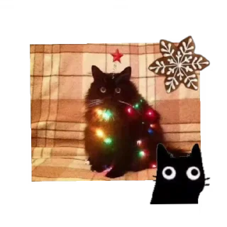 🎄 emoji Котэ Telegram sticker 6 of 15