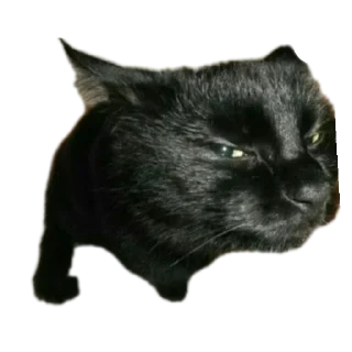 🐱 emoji Котэ Telegram sticker 9 of 15